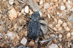 Philolithus morbillosus