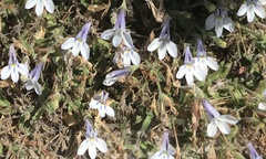 Lobelia boivinii
