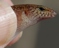 Eremiascincus isolepis