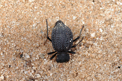 Philolithus morbillosus