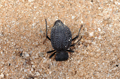 Philolithus morbillosus