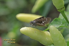 Isma bononia