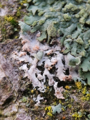 Erythricium aurantiacum