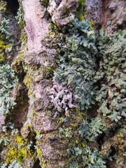 Erythricium aurantiacum