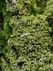 Phaeophyscia nigricans