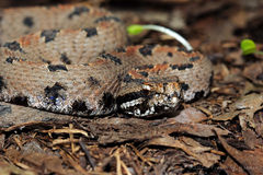 Sistrurus miliarius streckeri