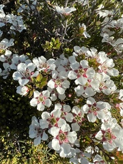 Leptospermum nitidum