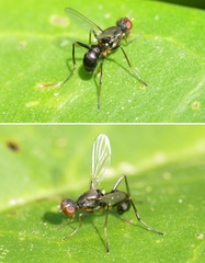 Nemopoda nitidula
