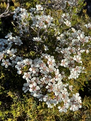 Leptospermum nitidum