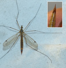 Nephrotoma cornicina