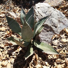 Agave shrevei