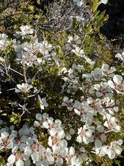 Leptospermum nitidum