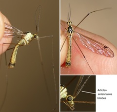 Nephrotoma dorsalis