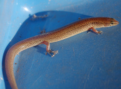 Eremiascincus isolepis