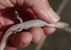 Eremiascincus isolepis