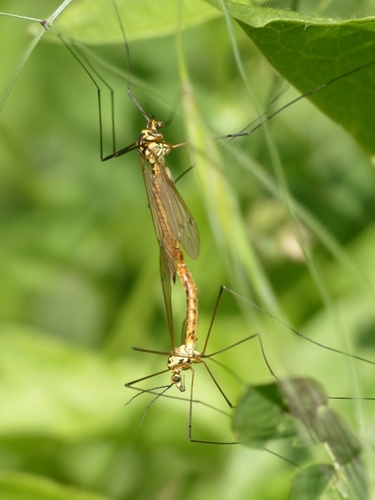 Nephrotoma flavescens