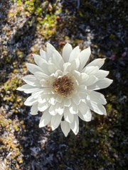 Xerochrysum milliganii