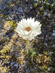 Xerochrysum milliganii
