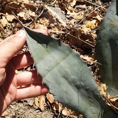 Agave shrevei
