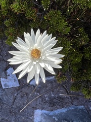 Xerochrysum milliganii