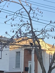 Sciurus carolinensis