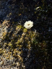 Xerochrysum milliganii