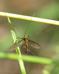 Nigrotipula nigra