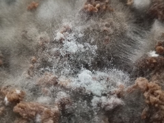 Penicillium