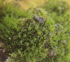 Weissia angustifolia