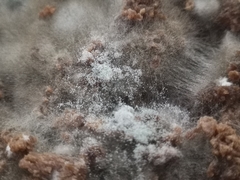 Penicillium