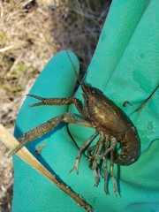 Procambarus alleni