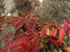 Phedimus middendorffianus