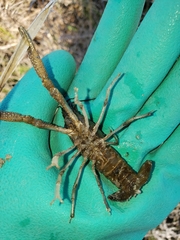 Procambarus alleni