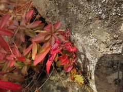 Phedimus middendorffianus