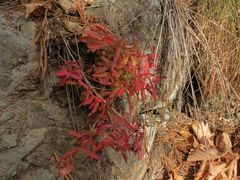 Phedimus middendorffianus