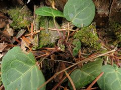 Pyrola renifolia