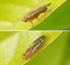 Opomyza petrei