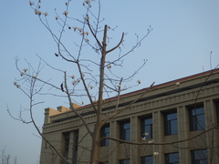 Magnolia biondii