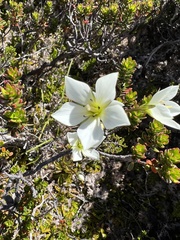 Gentianella diemensis