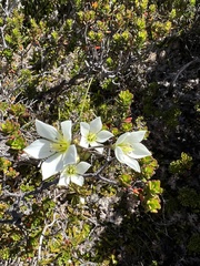 Gentianella diemensis