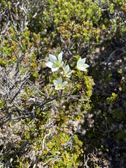 Gentianella diemensis