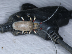 Rhytiphora transversesulcata