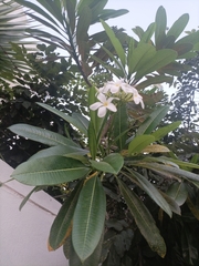 Plumeria obtusa