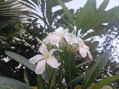 Plumeria obtusa