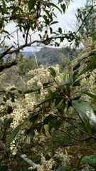 Quintinia sieberi