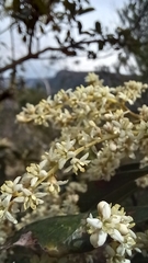 Quintinia sieberi