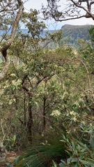 Quintinia sieberi