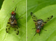 Otites porcus