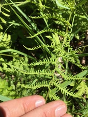 Thelypteris palustris palustris