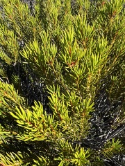 Orites acicularis